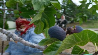 Kraliçe incirinde hasat ve ihracat başladı