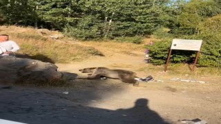 Kucağında bebekle ayı saldırısına uğradı
