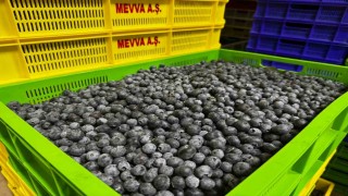 Küçük bir kasabadan büyük bir pazara: Elmalının mavi altını yaban mersini