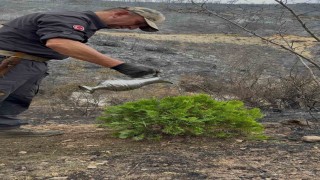 Kül olan topraklara umut ekti