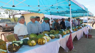 Kulada ilk kez kavun festivali düzenlendi