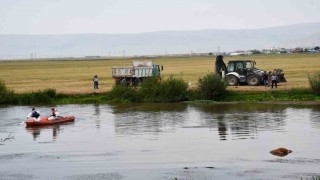 Kura nehrine düşerek boğulan inek can verdi