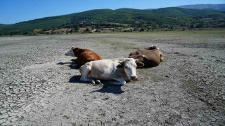 Kuraklığın en acı görüntüsü: Ladik Gölünde inekler otlamaya başladı