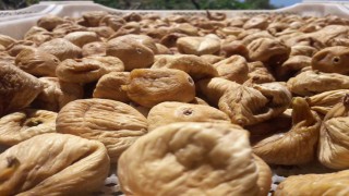 Kuru incir üretiminde aflatoksinle mücadele için üreticilere 19 bin kerevet dağıtıldı