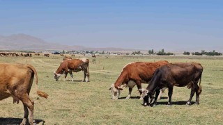 Kuş Cenneti Arin Gölü kurudu: Hayvanlar susuz kaldı