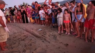 Kuşadasında koruma altındaki yuvadan ilk yavrular denize ulaştı