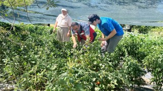 Kütahyada domates ve biber fidesi kontrolleri