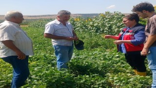 Kütahyada fasulye ve mısır tarlalarında hastalık ve zararlı kontrolü