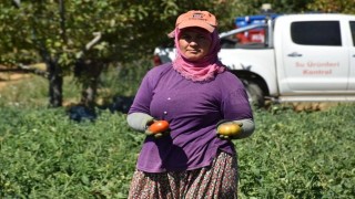 Kuyucakta toprakla buluşturulan 220 bin domates fidesinde hasat yapıldı