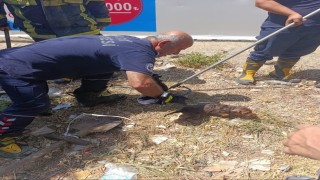 Kuyuya düşen yavru köpek kurtarıldı