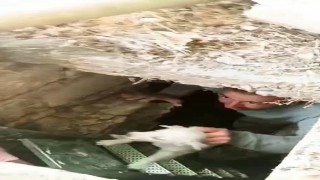 Lağım kuyusuna düşen yavru köpekleri vatandaşlar kurtardı