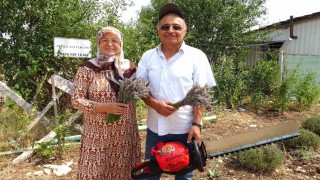 Lavanta bahçesinde hasat başladı