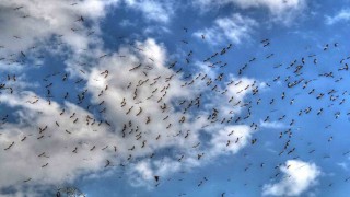 Leylekler göç yolunda Beyşehirde görüntülendi