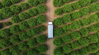 Limonda fiyatı düşürecek hasat başladı