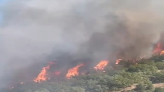 Malatyada orman yangını