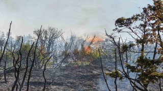 Malkarada makilik alanda yangın