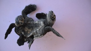Manavgatta ender rastlanan olay: Siyam ikizi Caretta caretta yavrusu bulundu