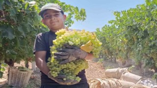 Manisada 7 kilo 250 gramlık üzüm salkımı
