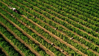 Manisada Sultani çekirdeksiz üzümde hasat sezonu buruk başladı
