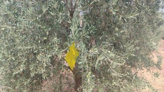 Manisada zeytin sineğine karşı ilaçlama çağrısı