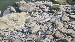 Manyas Gölünde toplu balık ölümleri: Kuş Cenneti tehlikede