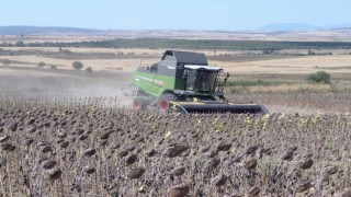 Manyasta ayçiçeği hasadı başladı