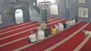Mardinde camiye giren oğlak güvenlik kamerasına yansıdı