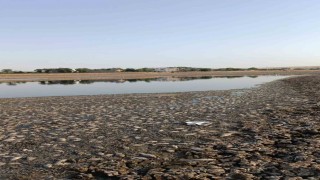 Mardinde gölet suyu çekildi, binlerce balık telef oldu