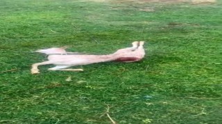 Mardinde sokak köpekleri iki keçiyi telef etti