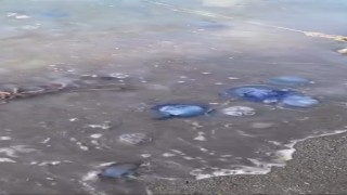 Mavi denizanaları Gemlik sahilini sardı