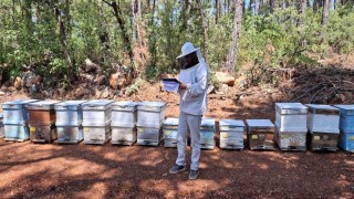Menteşede 2025 arılı kovan destekleme tespitleri başladı