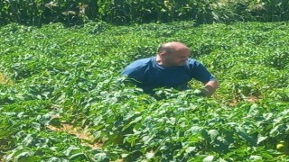 Menteşede hasat öncesi numune alımları sürüyor