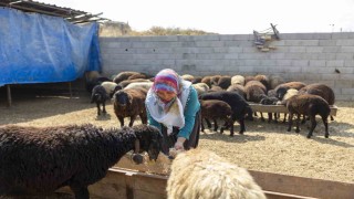 Mersinde küçükbaş hayvan ve yem desteği üreticilerin yüzünü güldürdü