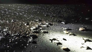 Mersinde yönünü şaşıran yavru kaplumbağalar genç gönüllüler tarafından denize ulaştırılıyor