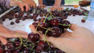Meyve sebze ihracatçısı ürün eksikliği ve dövizle boğuşuyor