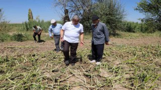 Milletvekili Yurdunuseven zarar gören tarım arazilerini inceledi