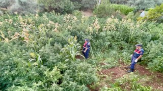 Mısır tarlası zehir tarlası çıktı