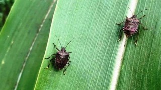 Mısırda kahverengi kokarca ilaçlama zamanı