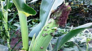 Mısırda kahverengi kokarcaya karşı 2. ilaçlama dönemi