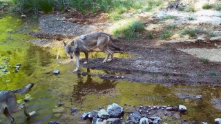 MSKÜ Öğretim Üyesi Dr. İleminden çarpıcı uyarı: Kurtlar düşman değil, dost