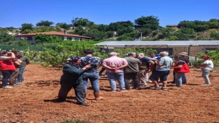 Muğlada sakız hasadı başladı