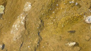 Muradiye Bendimahi Çayında su seviyesi düştü: Siraz balığı yavruları tehlikede