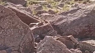 Muradiyede vaşak ailesi görüntülendi