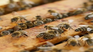 Muratlıda bal üreticileri hasattan memnun