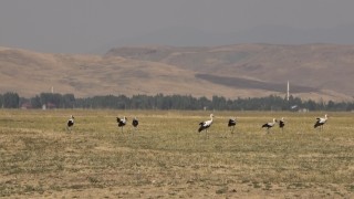 Muş Ovasında leylekler büyük göçe hazır