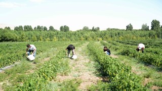 Muşta 40 derece sıcakta kurutmalık sebze mesaisi