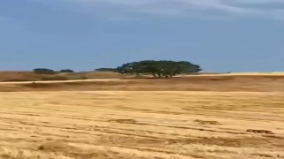 Muşta çoban ve köpekler, kurt saldırısını önledi