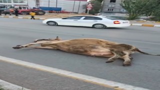 Muşta yola çıkan ineğe otomobil çarptı