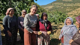 Nazilli Kaymakamı Kandan incir hasadına katıldı