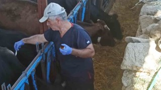 Nazillide şap hastalığına karşı aşılama çalışmaları sürüyor